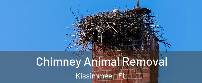 Chimney Animal Removal Kissimmee - FL