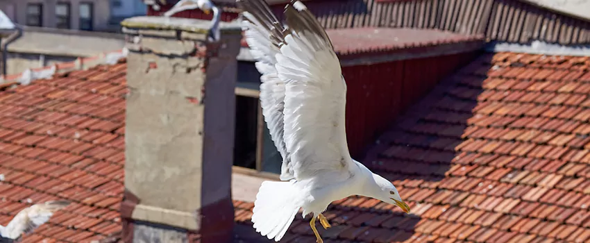 Residential Chimney Animal Removal Solution in Kissimmee, FL