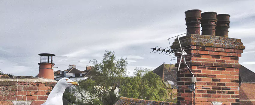 Chimney Cleaning And Restoration in Kissimmee, Florida